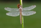 Orthetrum brunneum Orthetrum brunneum