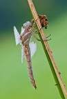Orthetrum brunneum Orthetrum brunneum