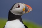 puffin portrait