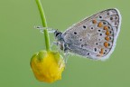 Polyommatus icarus Polyommatus icarus