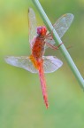 Crocothemis erythraea Crocothemis erythraea