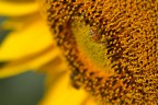 Yellow Yellow