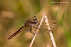 Crocothemis erythraea - femmina (Brullé, 1832) Crocothemis erythraea - femmina (Brullé, 1832)