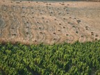 vigna e fieno vigna e fieno