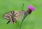 Macaone-(Papilio-machaon) Macaone-(Papilio-machaon)