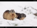 Marmotta # 2 Marmotta # 2