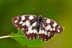 Melanargia Melanargia