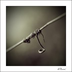 After the Harvest After the Harvest