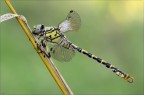 Onychogomphus forcipatus unguiculatus maschio Onychogomphus forcipatus unguiculatus maschio