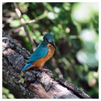 Martino di Torrile Martino di Torrile