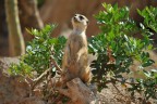 Suricate,forse Timon Suricate,forse Timon