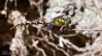 Per la serie "alla faccia degli addominali" vi presento un O. forcipatus intento in un esercizio ginnico da circo!

EXIF: f/14, 1/100, ISO 125, Exp -1.3EV, cavalletto, sole
HR: [url]http://img854.imageshack.us/img854/2299/img6997forcipatus.jpg[/url]