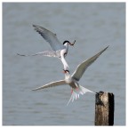 Litigio aereo Litigio aereo