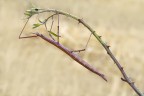 Insetto stecco Insetto stecco