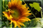 Girasole Girasole