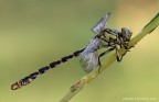 Onychogomphus forcipatus Onychogomphus forcipatus