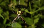 Argiope bruennichi Argiope bruennichi