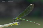 Calopteryx splendes (Full frame) 3000 Pixel. Calopteryx splendes (Full frame) 3000 Pixel.