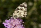 melanargia occitanica melanargia occitanica