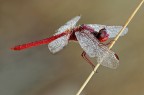 Rosso brillante Rosso brillante