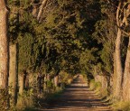 un corridoio di alberi nella bella toscana....