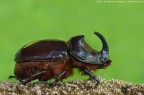 Scarabeo rinoceronte (Oryctes nasicornis Linnaeus, 1758) Scarabeo rinoceronte (Oryctes nasicornis Linnaeus, 1758)