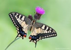 Macaone (Papilio machaon) Macaone (Papilio machaon)