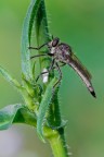 Asilidae Asilidae
