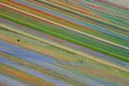 Fioritura Fioritura
