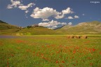 Castelluccio Norcia 1 Castelluccio Norcia 1