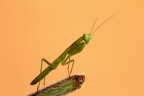 ...Una Delle Piccole...!!!