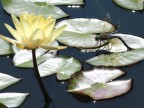 Libellula e fiore di ninfea Libellula e fiore di ninfea