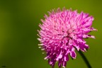 ...FIORE... ...FIORE...