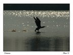 Cormorano Cormorano