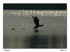 Cormorano