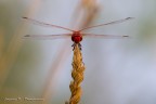 Il Barone rosso Il Barone rosso