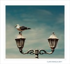 Il passo...di danza Il passo...di danza