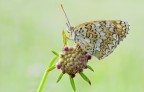 melitaea mattutina melitaea mattutina