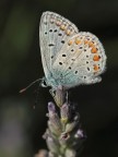 Piccola farfalla Piccola farfalla