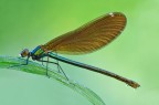 Calopteryx virgo Calopteryx virgo