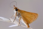Il risveglio dell' Hesperidae