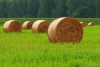 Balle di paglia Balle di paglia