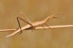 Acrida ungarica Acrida ungarica