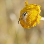 Il ragno ed il fiore Il ragno ed il fiore