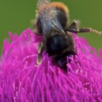 Calabrone nel mare viola Calabrone nel mare viola