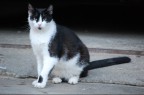 Miaoooooo.... Miaoooooo....