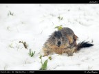 Marmotta # 3 Marmotta # 3