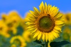 Il girasole Il girasole