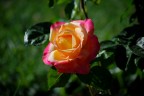 Rosa pesca Rosa pesca