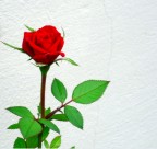 Rosa Solitaria Rosa Solitaria